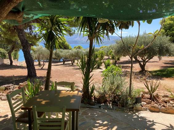 Une image contenant extérieur, palmier, eau, chaise
Description générée automatiquement