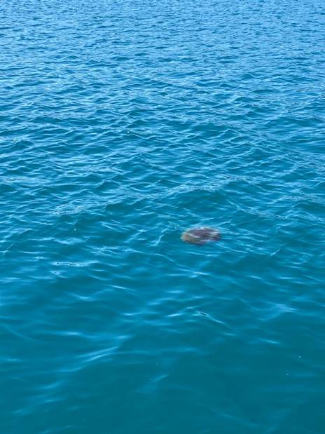 Une image contenant eau, océan, surf, équitation
Description générée automatiquement