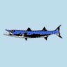 Image de Barracuda
