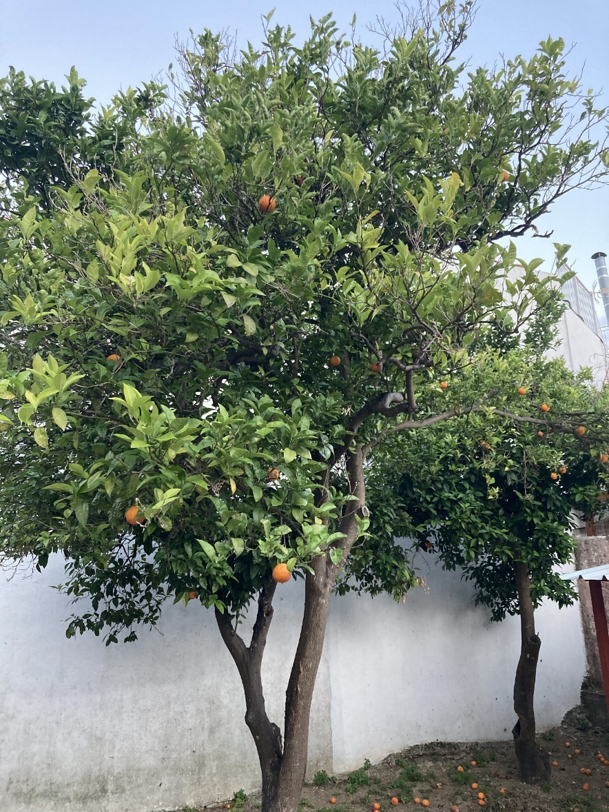 Une image contenant arbre, extérieur, ciel, plante
Description générée automatiquement