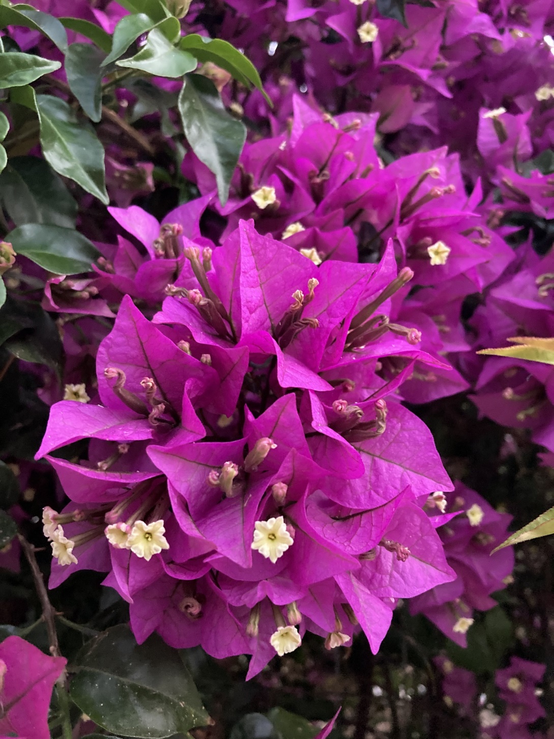 Une image contenant plante, fleur, extérieur, violet
Description générée automatiquement