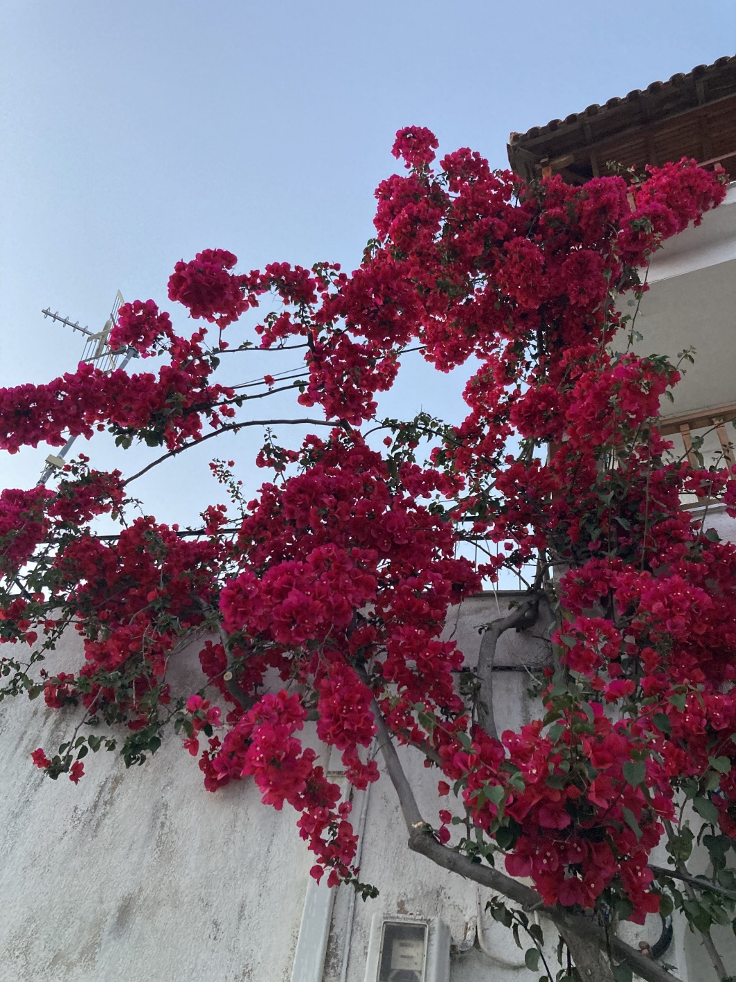 Une image contenant arbre, ciel, fleur, extérieur
Description générée automatiquement