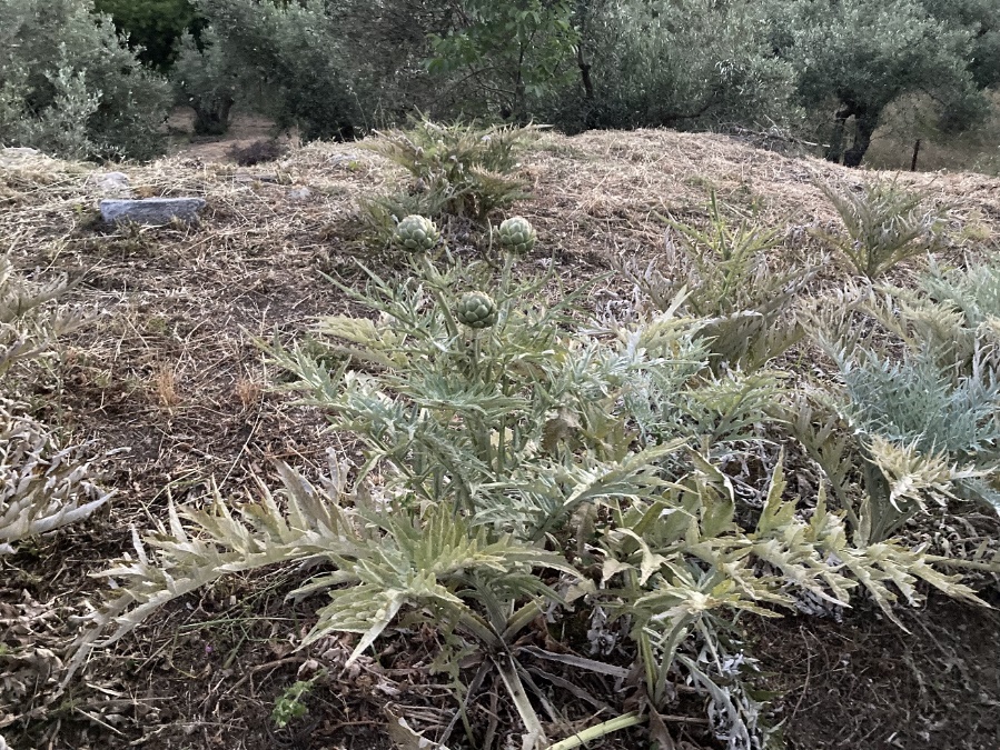 Une image contenant herbe, extérieur, arbre, lichen
Description générée automatiquement