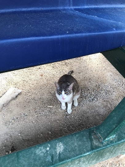 Une image contenant chat, pose, mammifère, couché

Description générée automatiquement