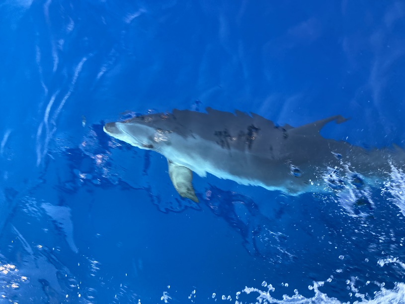 Une image contenant eau, nageant, requin, piscine
Description générée automatiquement
