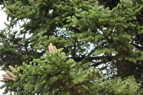 Une image contenant plante, arbre, conifère, plein air
Description générée automatiquement