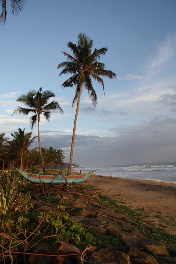 Une image contenant plein air, ciel, arbre, palmier
Description générée automatiquement