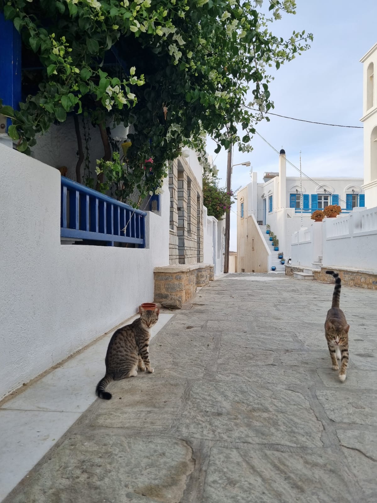 Une image contenant plein air, sol, bâtiment, chat domestique
Description générée automatiquement