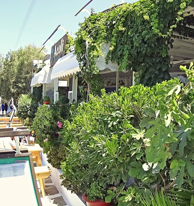 Une image contenant plein air, arbre, ciel, pot de fleurs
Description générée automatiquement