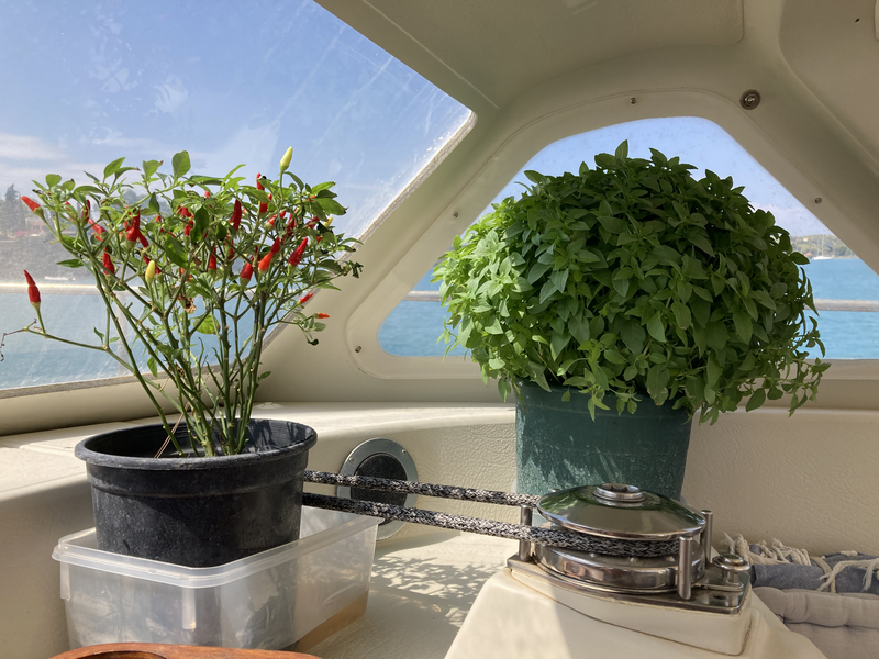 Une image contenant plante d’intérieur, pot de fleurs, plante, fenêtre

Le contenu généré par l’IA peut être incorrect.